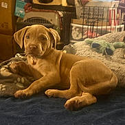 Velvet joined the competition — help win amazing prizes! animal, bed, blanket, brown, collar, cozy, cute, dog, domestic, fur, home, indoor, lying_down, pet, puppy, relaxed, resting, soft, toy, warm_lighting