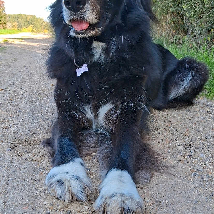 Piétra a rejoint le concours — aidez-le/la à gagner de superbes lots ! animal, black_dog, bushes, canine, collar, dog, ears, eyes, fur, gravel_path, greenery, lying_down, muzzle, nature, outdoor, pet, resting, sunny_day, tongue_out, white_paws