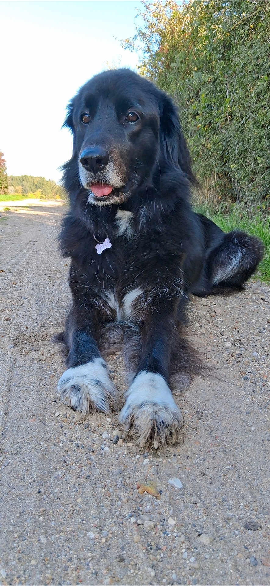 Piétra a rejoint le concours — aidez-le/la à gagner de superbes lots ! animal, black_dog, bushes, canine, collar, dog, ears, eyes, fur, gravel_path, greenery, lying_down, muzzle, nature, outdoor, pet, resting, sunny_day, tongue_out, white_paws