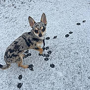 Chirac a rejoint le concours — aidez-le/la à gagner de superbes lots ! dog, small_dog, snow, paw_prints, outdoor, curious, ears_up, speckled_fur, black_and_tan, walking, ground, winter, cold, pet, animal, canine, looking_up, footprints, frozen_ground, daylight