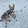 dog, small_dog, snow, paw_prints, outdoor, curious, ears_up, speckled_fur, black_and_tan, walking, ground, winter, cold, pet, animal, canine, looking_up, footprints, frozen_ground, daylight
