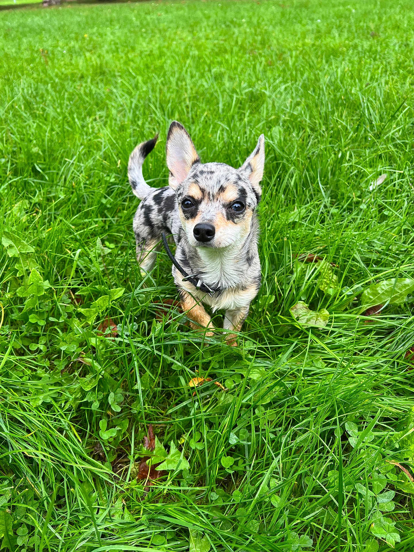 Chirac participe au concours pour gagner de l'argent avec cette photo : dog, grass, outdoor, pet, animal, canine, small_dog, nature, greenery, ears, fur, collar, curious, standing, eyes, snout, tail, daylight, closeup, adorable