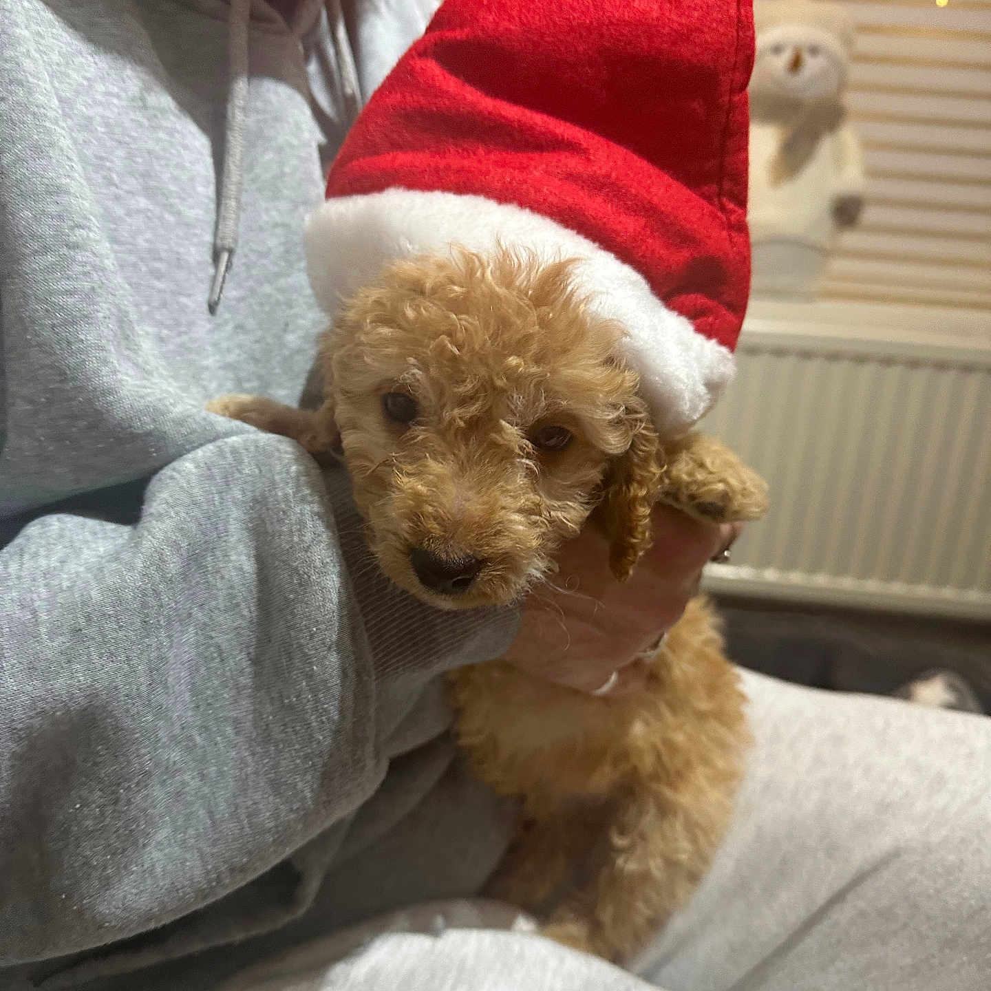 Galaxy joined the competition — help win amazing prizes! animal, blanket, canine, cap, clothing, couch, cushion, dog, furniture, hat, homedecor, hoodie, knitwear, pet, poodle, puppy, sweater, sweatshirt, terrier, whitedog