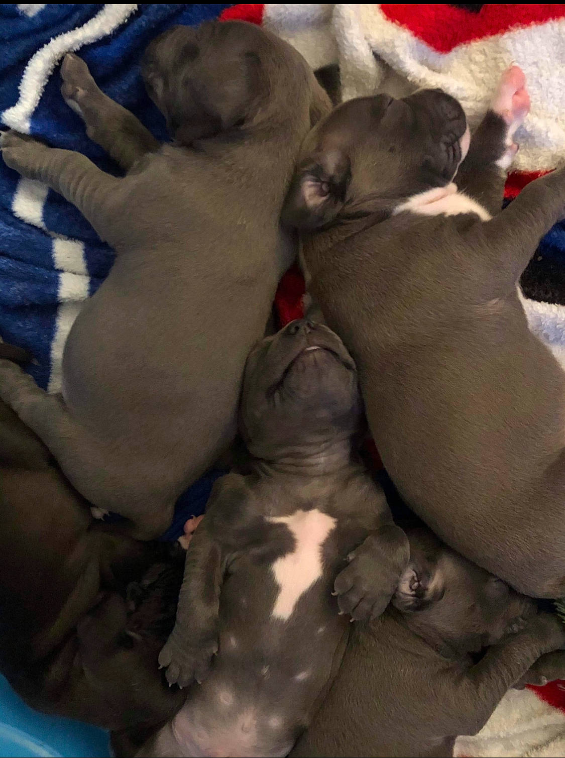 Cerberus is registered to the contest to win money with this photo: barechested, canidae, carnivore, comfort, companion_dog, dog, dog_breed, fawn, fur, grey, linens, nap, non_sporting_group, paw, room, sleep, snout, sporting_group, toy_dog, working_animal