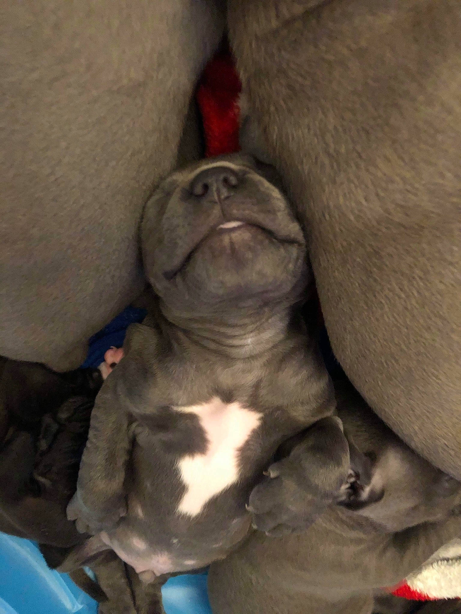 Cerberus is registered to the contest to win money with this photo: bulldog, canidae, carnivore, comfort, companion_dog, dog, dog_breed, ear, fawn, french_bulldog, grey, liver, molosser, snout, sporting_group, terrestrial_animal, toy_dog, whiskers, working_animal, wrinkle