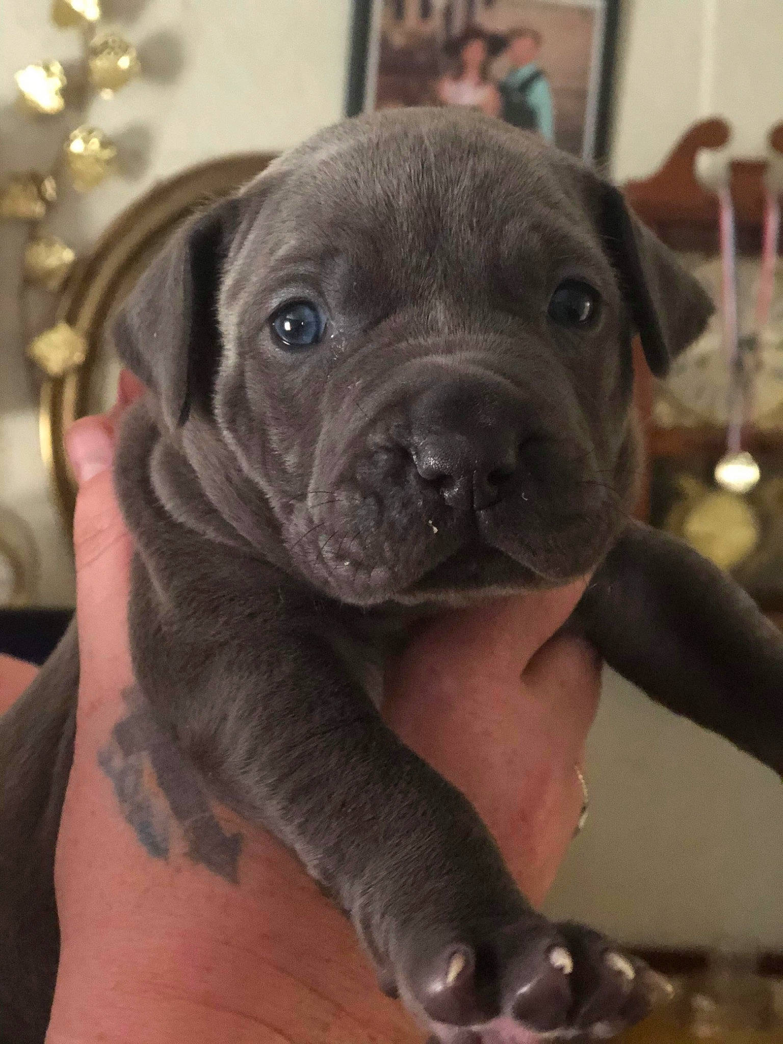 Cerberus joined the competition — help win amazing prizes! borador, canidae, carnivore, collar, companion_dog, dog, dog_breed, dog_collar, fawn, fur, guard_dog, non_sporting_group, snout, sporting_group, whiskers, working_animal, working_dog, wrinkle