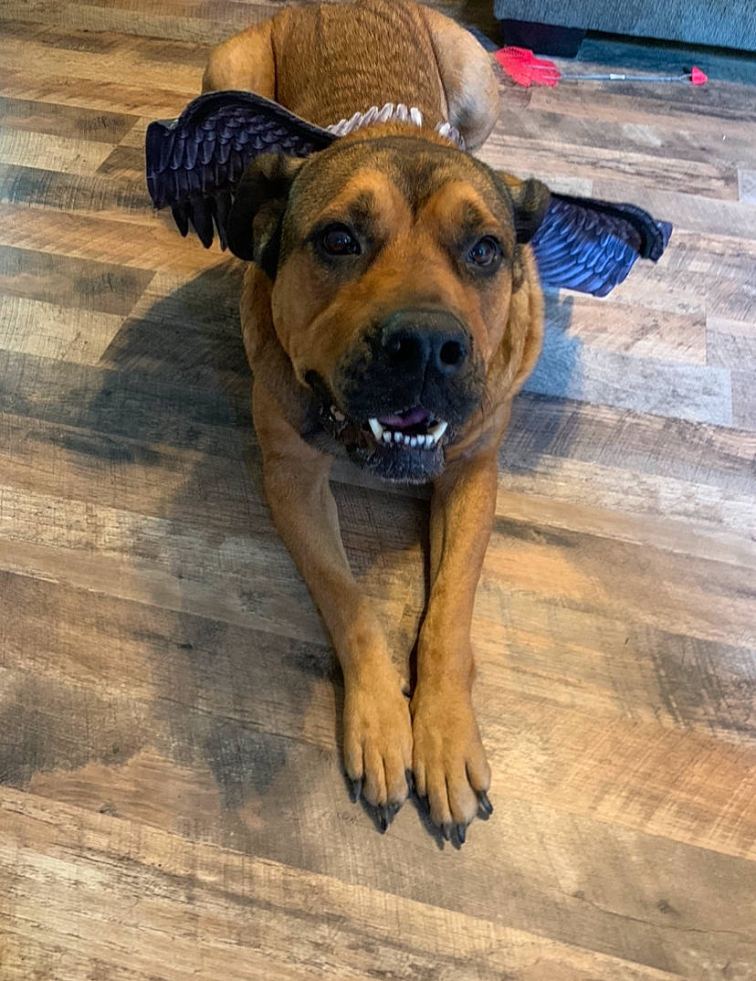 Bella Johnson joined the competition — help win amazing prizes! alano_espanol, black_mouth_cur, boerboel, bullmastiff, canidae, carnivore, companion_dog, dog, dog_breed, fawn, guard_dog, mammal, perro_de_presa_mallorquin, rare_breed_dog, skin, snout, tosa, vertebrate