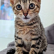Bayard a rejoint le concours — aidez-le/la à gagner de superbes lots ! kitten, tabby, cat, animal, pet, feline, cute, fur, whiskers, ears, eyes, sitting, indoor, soft, gray, curious, young, portrait, closeup, adorable