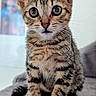 kitten, tabby, cat, animal, pet, feline, cute, fur, whiskers, ears, eyes, sitting, indoor, soft, gray, curious, young, portrait, closeup, adorable