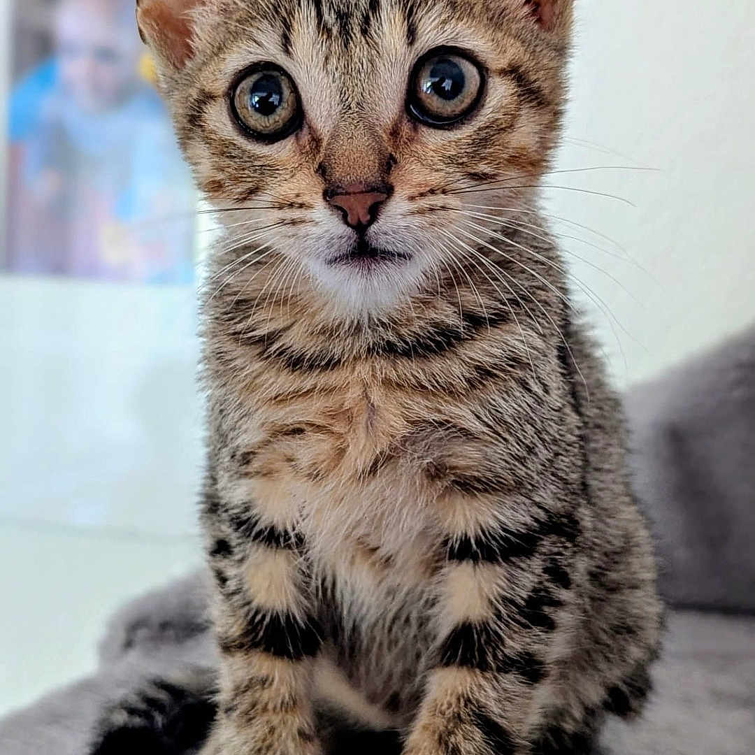 Bayard a rejoint le concours — aidez-le/la à gagner de superbes lots ! kitten, tabby, cat, animal, pet, feline, cute, fur, whiskers, ears, eyes, sitting, indoor, soft, gray, curious, young, portrait, closeup, adorable