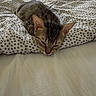 animal, bed, bedding, bedroom, blanket, cat, close_up, cozy, ears, furry, home, indoors, pet, polka_dot, relaxed, resting, sleeping, sleepy, tabby, whiskers