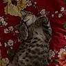 Bayard participe au concours pour gagner de l'argent avec cette photo : animal, belly_up, blanket, cat, closed_eyes, cozy, cute, floral_pattern, fur, indoor, lying_down, paws, pet, portrait, red_background, relaxed, sleeping, striped_fur, tabby, whiskers
