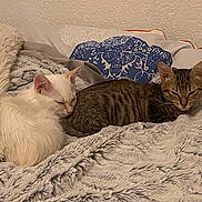 Bayard participe au concours pour gagner de l'argent avec cette photo : animals, bed, bedroom, blanket, cat, cats, cozy, cuddling, ears, fluffy, home, indoors, kitten, pet, relaxed, resting, sleeping, tabby_cat, whiskers, white_cat