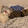 animals, bed, bedroom, blanket, cat, cats, cozy, cuddling, ears, fluffy, home, indoors, kitten, pet, relaxed, resting, sleeping, tabby_cat, whiskers, white_cat