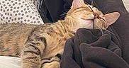 Bayard a rejoint le concours — aidez-le/la à gagner de superbes lots ! animal, bed, bedding, bedroom, blanket, cat, closed_eyes, cozy, ears, feline, fur, indoor, paws, pet, portrait, relaxed, resting, sleeping, tabby, whiskers