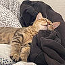animal, bed, bedding, bedroom, blanket, cat, closed_eyes, cozy, ears, feline, fur, indoor, paws, pet, portrait, relaxed, resting, sleeping, tabby, whiskers