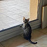 Bayard a rejoint le concours — aidez-le/la à gagner de superbes lots ! animal, cat, curious, ears, eyes, floor, glass_door, indoors, kitten, outdoor, patio, paws, pet, standing, striped_fur, tabby, tail, tiles, whiskers, window