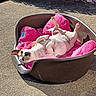 Poppy participe au concours pour gagner de l'argent avec cette photo : dog, pet_bed, blanket, pink, sunlight, relaxing, outdoor, concrete, animal, canine, resting, brown_basket, happy, cute, small_dog, fur, paw, snout, ears, sunny_day