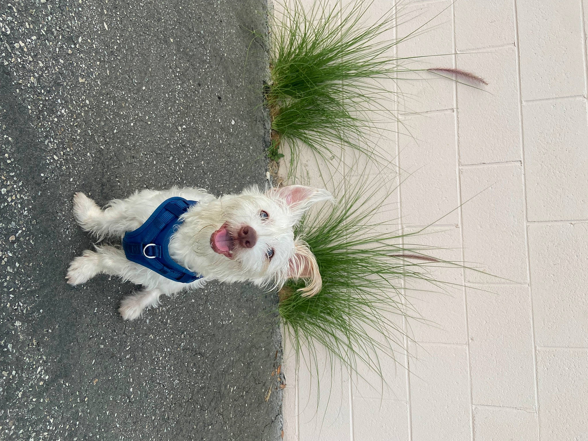 Yetti is registered to the contest to win money with this photo: asphalt, carnivore, collar, companion_dog, dog, dog_breed, dog_clothes, dog_collar, dog_supply, fawn, grass, leash, plant, road_surface, sidewalk, small_terrier, snout, tail, terrier, toy_dog