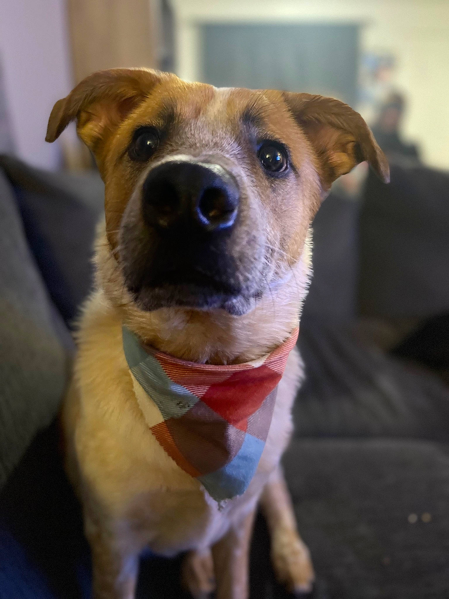 Maverick joined the competition — help win amazing prizes! canidae, carnivore, collar, companion_dog, dog, dog_breed, dog_collar, dog_supply, fawn, fur, guard_dog, jaw, labrador_retriever, leash, pet_supply, retriever, snout, sporting_group, whiskers, working_animal