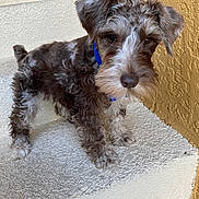 Astro is registered to the contest to win money with this photo: alert, animal, blue_collar, brown_fur, canine, curly_fur, cute, dog, fur, outdoor, pet, portrait, puppy, small_dog, stairs, standing, textured_surface, wall, white_fur, young_dog