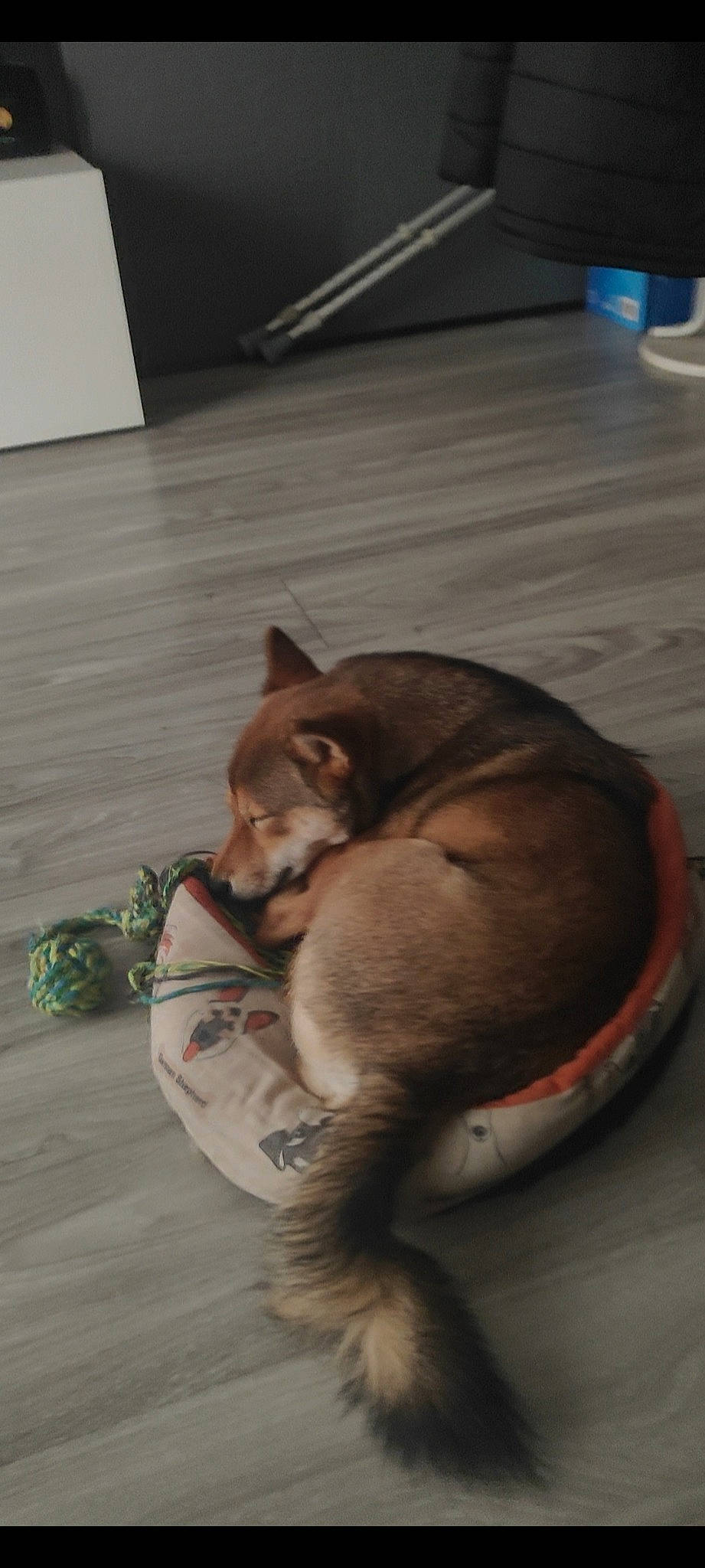 Sya participe au concours pour gagner de l'argent avec cette photo : canidae, carnivore, comfort, companion_dog, dog, dog_bed, dog_breed, fawn, felidae, floor, flooring, fur, hardwood, liver, small_to_medium_sized_cats, snout, tail, whiskers, wood, working_animal