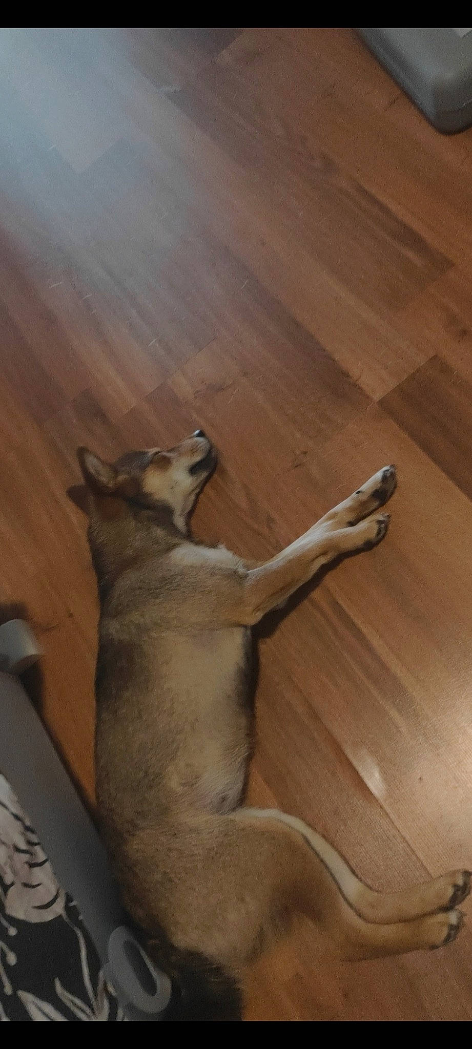 Sya a rejoint le concours — aidez-le/la à gagner de superbes lots ! comfort, companion_dog, dog, dog_breed, fawn, felidae, flooring, hardwood, human_leg, laminate_flooring, plank, plywood, small_to_medium_sized_cats, tail, tints_and_shades, varnish, wood, wood_flooring, wood_stain, working_animal