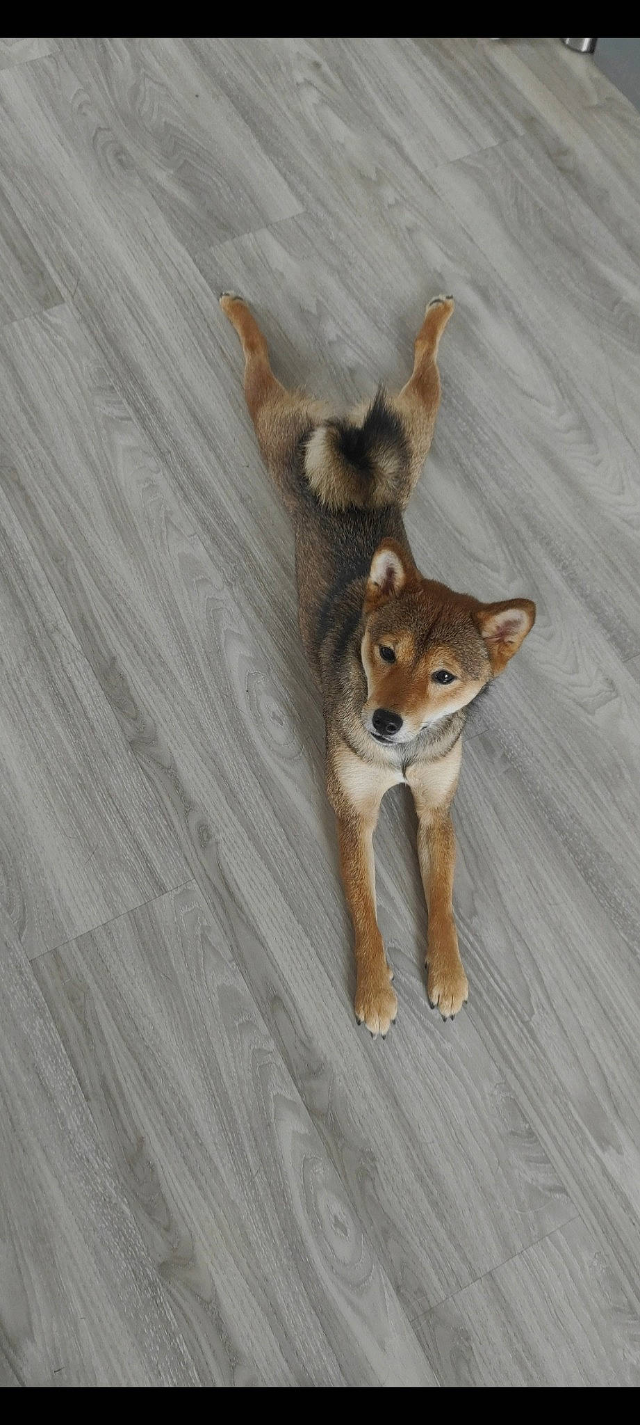 Sya a rejoint le concours — aidez-le/la à gagner de superbes lots ! canidae, carnivore, companion_dog, dog, dog_breed, fawn, flooring, fur, hardwood, non_sporting_group, snout, sporting_group, swift_fox, tail, terrestrial_animal, wood, working_animal