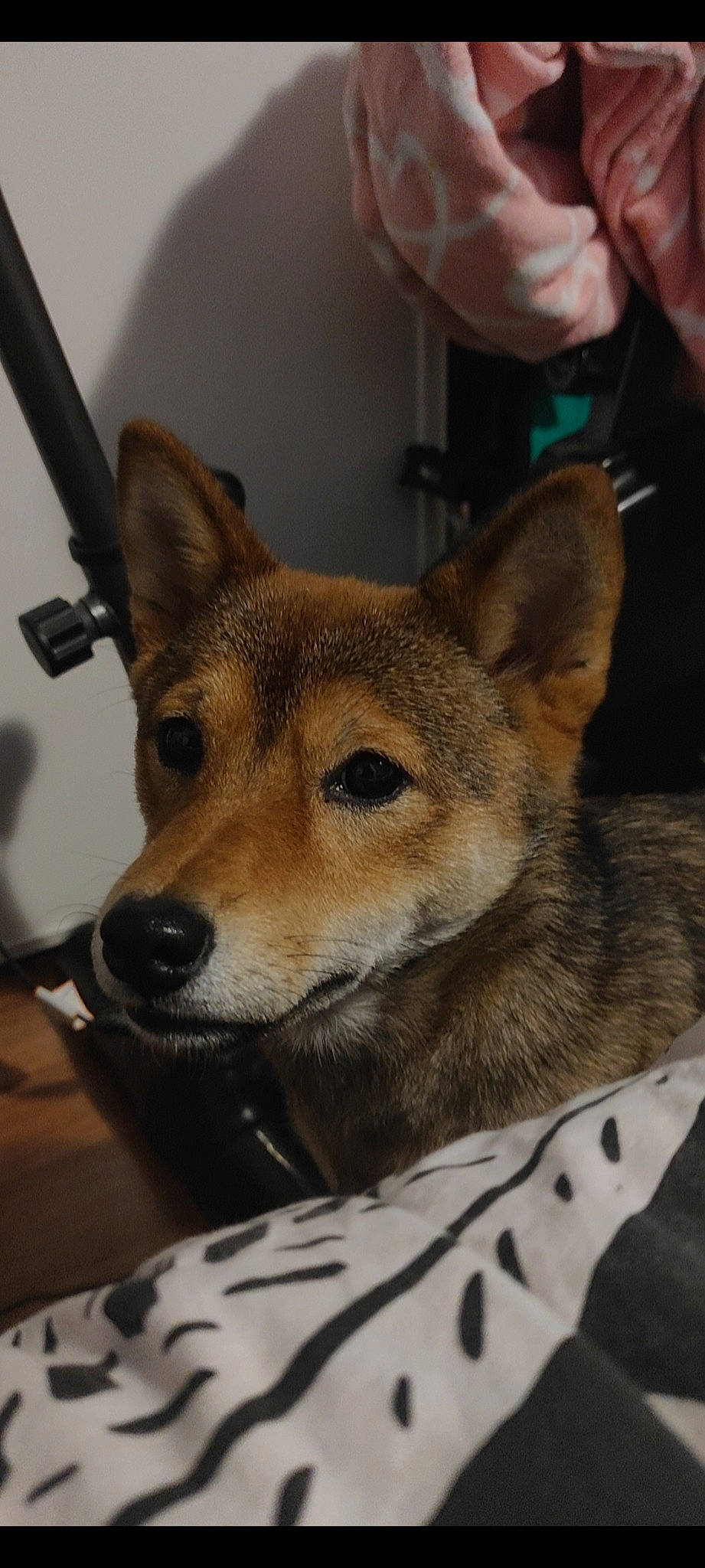 Sya participe au concours pour gagner de l'argent avec cette photo : canidae, canis, carnivore, collar, companion_dog, dog, dog_breed, fawn, fur, non_sporting_group, snout, sporting_group, terrestrial_animal, whiskers, wildlife, window, working_animal, working_dog