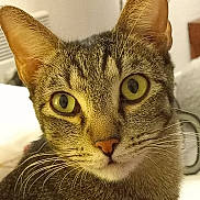 Mind a rejoint le concours — aidez-le/la à gagner de superbes lots ! cat, tabby, close_up, face, whiskers, ears, yellow_eyes, indoor, pet, feline, curious, animal, fur, portrait, looking, muzzle, nose, alert, domestic_cat, soft_light