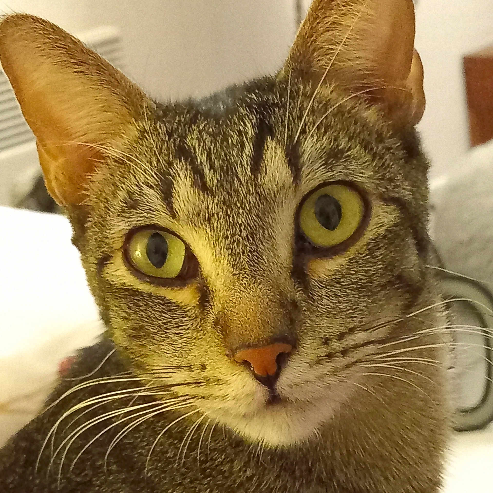 Mind a rejoint le concours — aidez-le/la à gagner de superbes lots ! alert, animal, cat, close_up, curious, domestic_cat, ears, face, feline, fur, indoor, looking, muzzle, nose, pet, portrait, soft_light, tabby, whiskers, yellow_eyes
