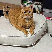 Nala joined the competition — help win amazing prizes! alert, bookcase, cat, cozy, cushion, domestic_animal, ears, feline, fur, furniture, ginger_cat, home, indoor, pet, relaxed, sitting, sofa, tail, video_games, whiskers