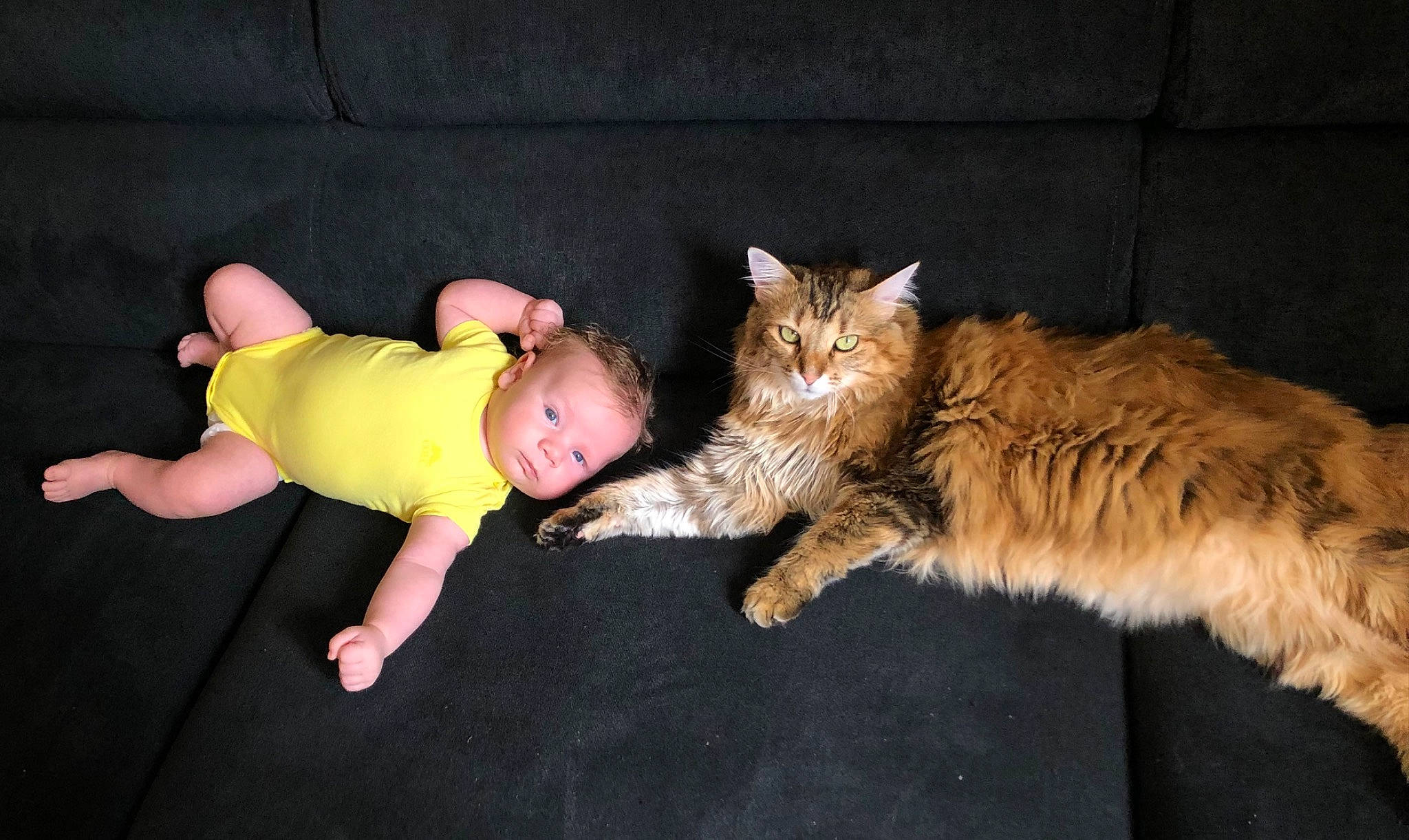 Lyvio participe au concours pour gagner de l'argent avec cette photo : baby_toddler_clothing, carnivore, cat, comfort, domestic_short_haired_cat, fawn, felidae, flooring, foot, human_leg, lap, mammal, person, small_to_medium_sized_cats, smile, snout, tail, terrestrial_animal, toddler, vertebrate