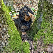 Sacoche a rejoint le concours — aidez-le/la à gagner de superbes lots ! dog, dachshund, forest, tree, moss, nature, leaves, outdoor, animal, pet, canine, woodland, curious, brown, black, fur, head_tilt, trunk, ground, daylight