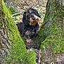 dog, dachshund, forest, tree, moss, nature, leaves, outdoor, animal, pet, canine, woodland, curious, brown, black, fur, head_tilt, trunk, ground, daylight