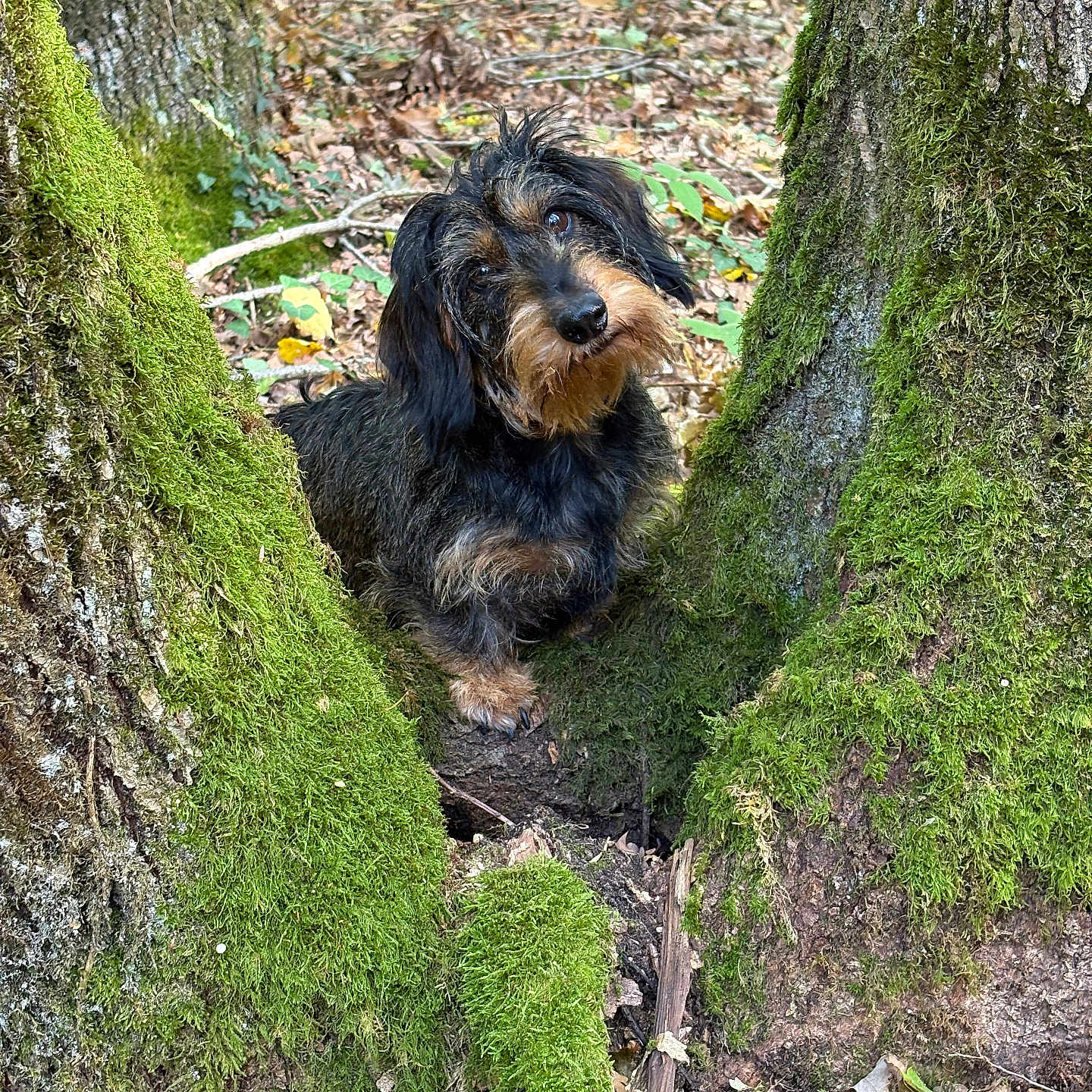 Sacoche a rejoint le concours — aidez-le/la à gagner de superbes lots ! animal, black, brown, canine, curious, dachshund, daylight, dog, forest, fur, ground, head_tilt, leaves, moss, nature, outdoor, pet, tree, trunk, woodland
