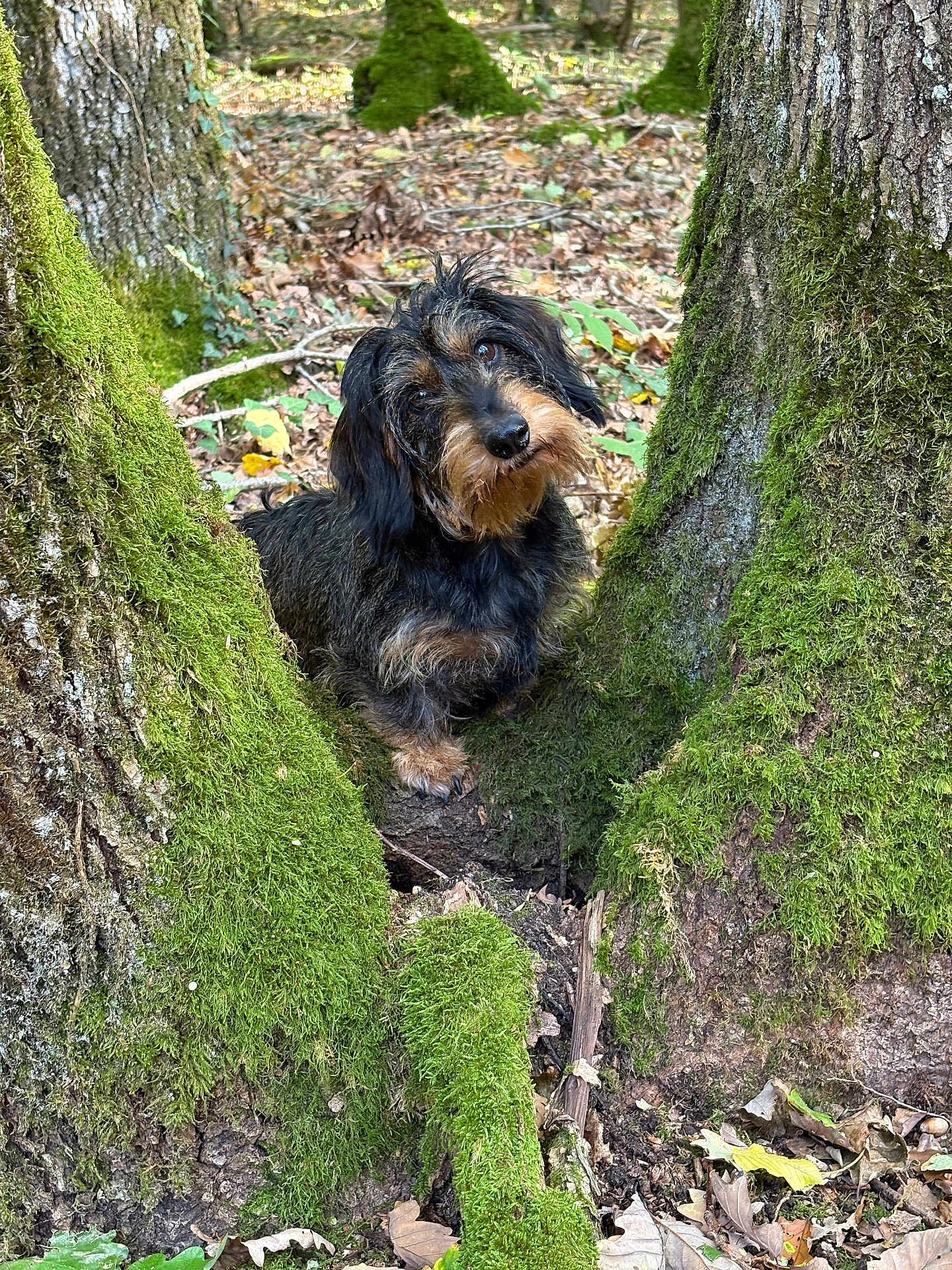 Sacoche a rejoint le concours — aidez-le/la à gagner de superbes lots ! dog, dachshund, forest, tree, moss, nature, leaves, outdoor, animal, pet, canine, woodland, curious, brown, black, fur, head_tilt, trunk, ground, daylight