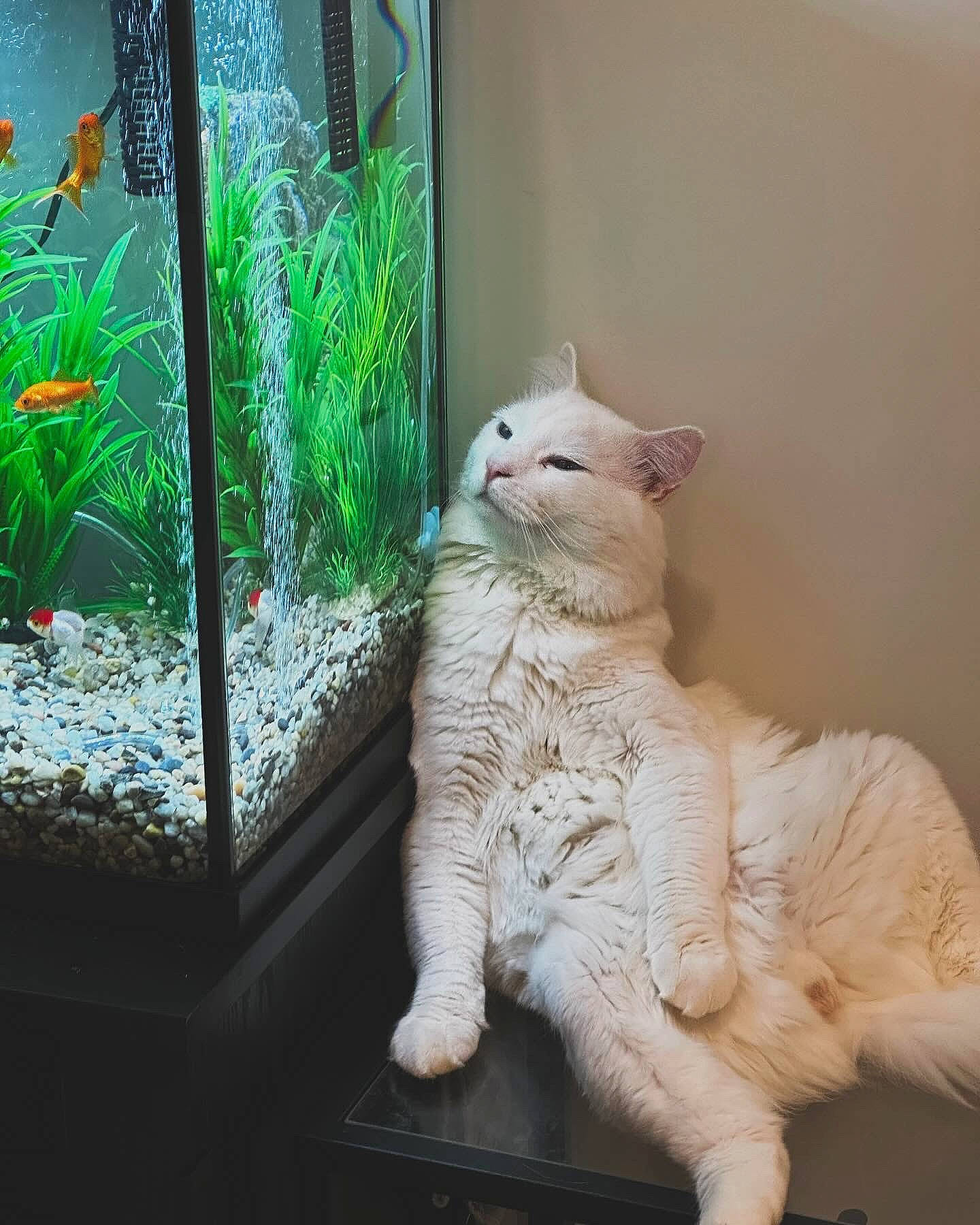 Lucas is registered to the contest to win money with this photo: aquarium, aquatic_plant, carnivore, cat, domestic_short_haired_cat, fawn, felidae, fish, fish_supply, fur, paw, pet_supply, plant, small_to_medium_sized_cats, tail, terrestrial_plant, vertebrate, water, whiskers, wood