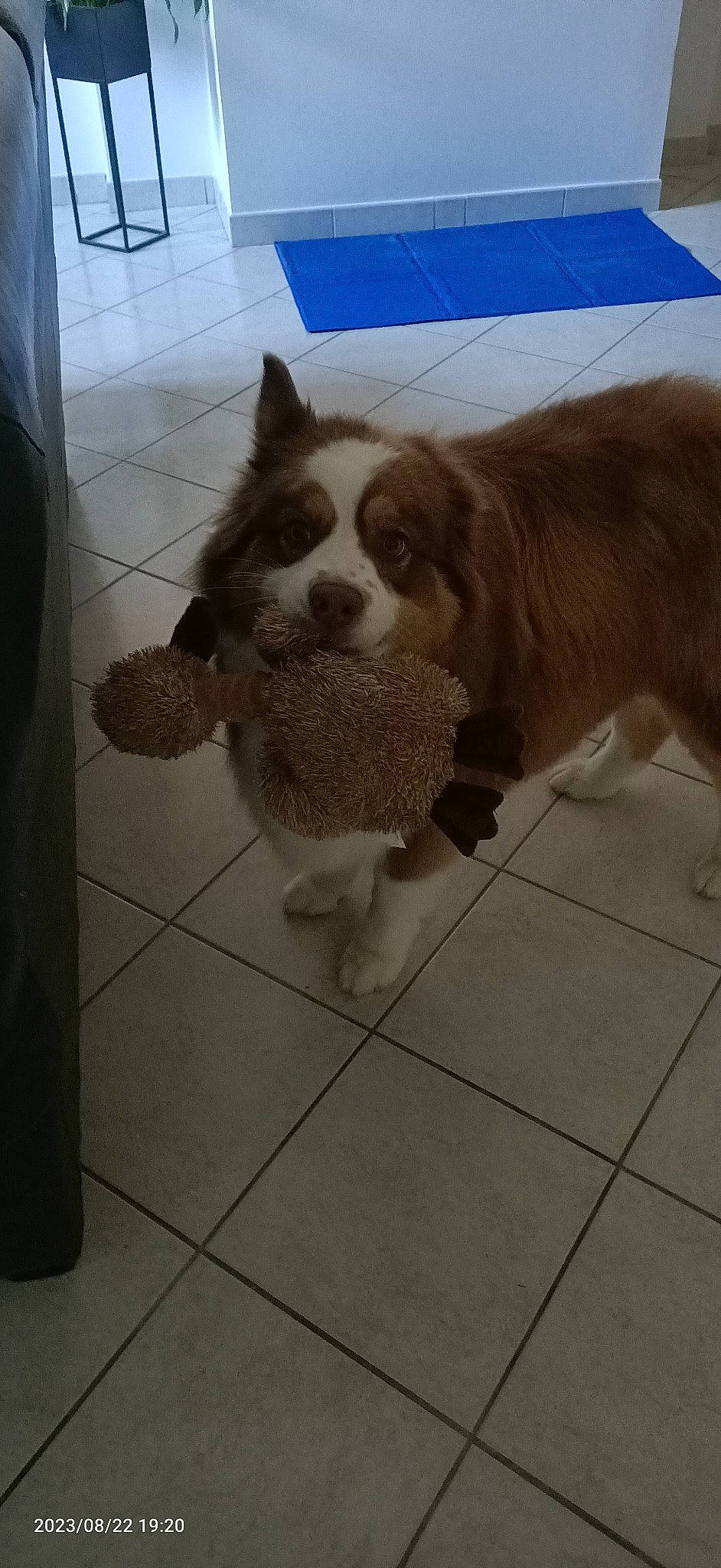 Phénix participe au concours pour gagner de l'argent avec cette photo : canidae, carnivore, companion_dog, dog, dog_breed, fawn, floor, flooring, fur, liver, paw, snout, sporting_group, tail, terrestrial_animal, tile, tile_flooring, toy_dog, whiskers, working_animal