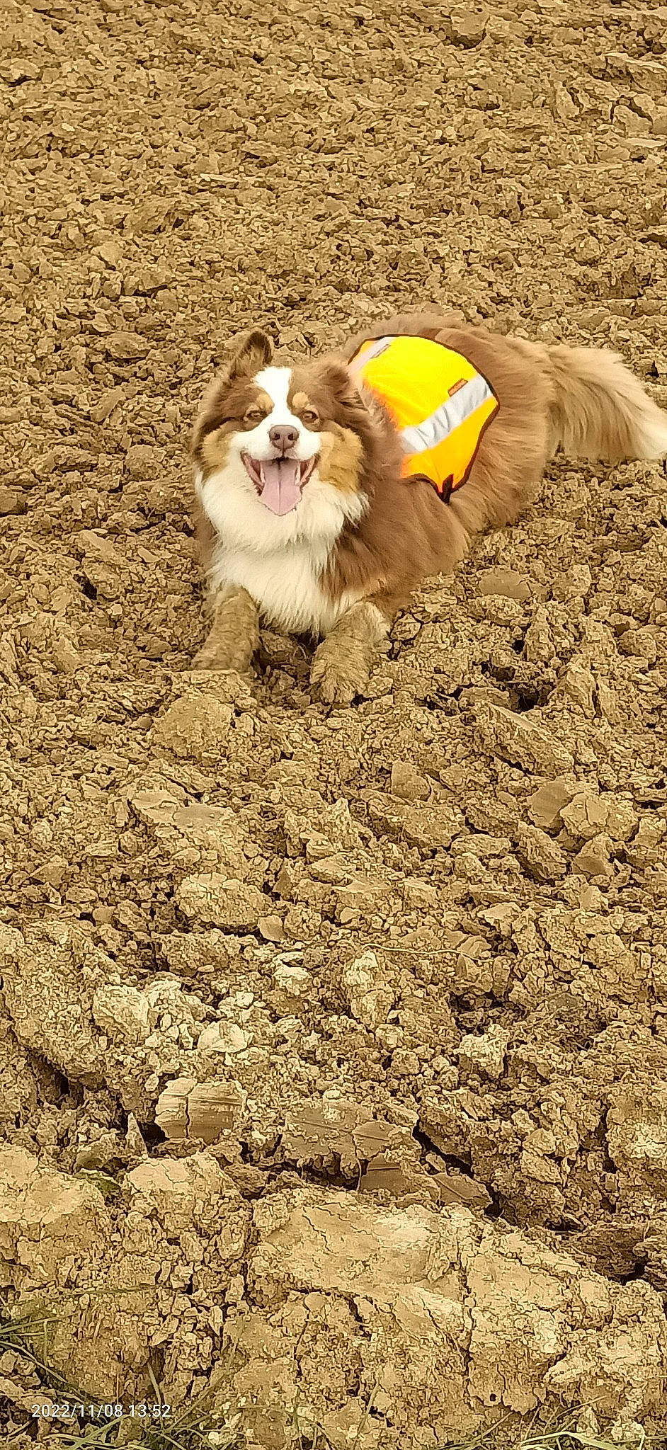 Phénix participe au concours pour gagner de l'argent avec cette photo : canidae, carnivore, companion_dog, dog, dog_breed, fawn, felidae, fur, grass, herding_dog, landscape, rough_collie, sand, scotch_collie, smile, snout, soil, sporting_group, terrestrial_animal, wildlife