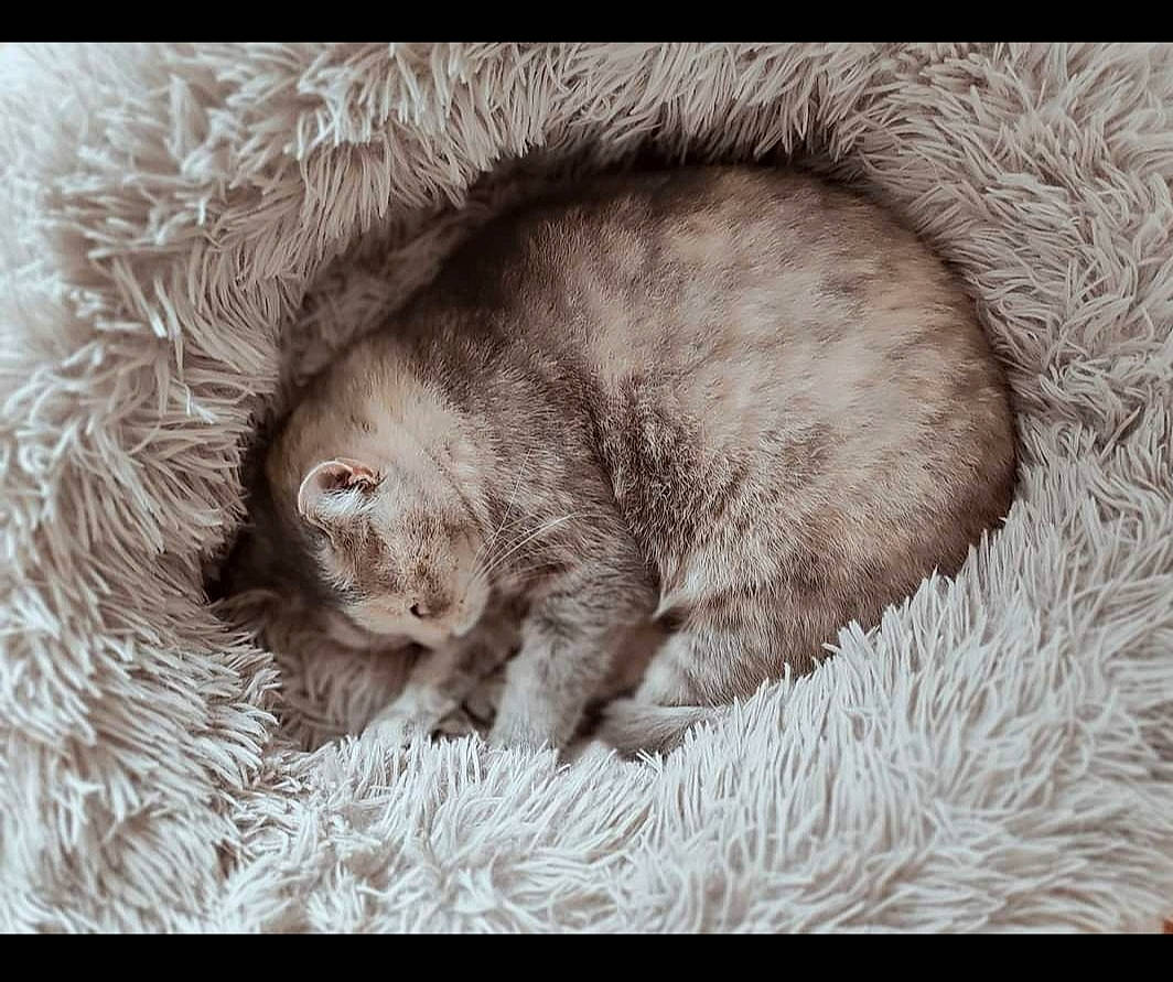 Fifa participe au concours pour gagner de l'argent avec cette photo : canidae, carnivore, cat, comfort, dog_breed, domestic_short_haired_cat, felidae, fur, grey, liver, monochrome_photography, nap, paw, small_to_medium_sized_cats, snout, sporting_group, tail, terrestrial_animal, whiskers, wildlife