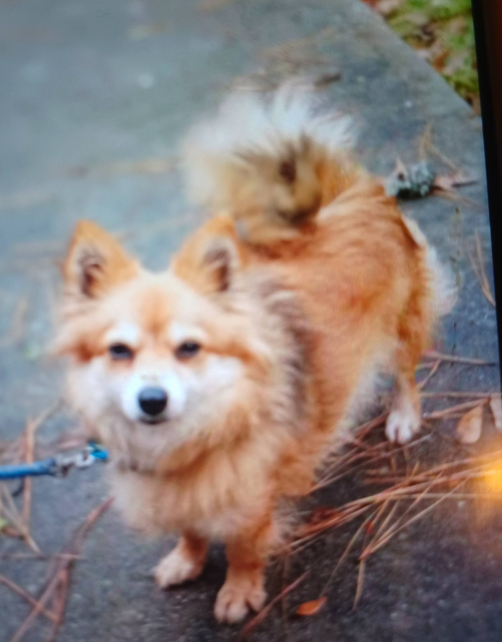 Misty joined the competition — help win amazing prizes! ancient_dog_breeds, canidae, carnivore, companion_dog, dog, dog_breed, fawn, fur, german_spitz, german_spitz_klein, non_sporting_group, snout, spitz, sporting_group, terrestrial_animal, toy_dog, whiskers, wildlife, working_dog