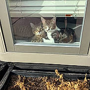 Jet Moon joined the competition — help win amazing prizes! cat, window, glass, indoor, pet, curious, plant, dry_plant, blinds, reflection, door, two_cats, feline, animal, resting, cozy, looking, sunlight, shadow, home