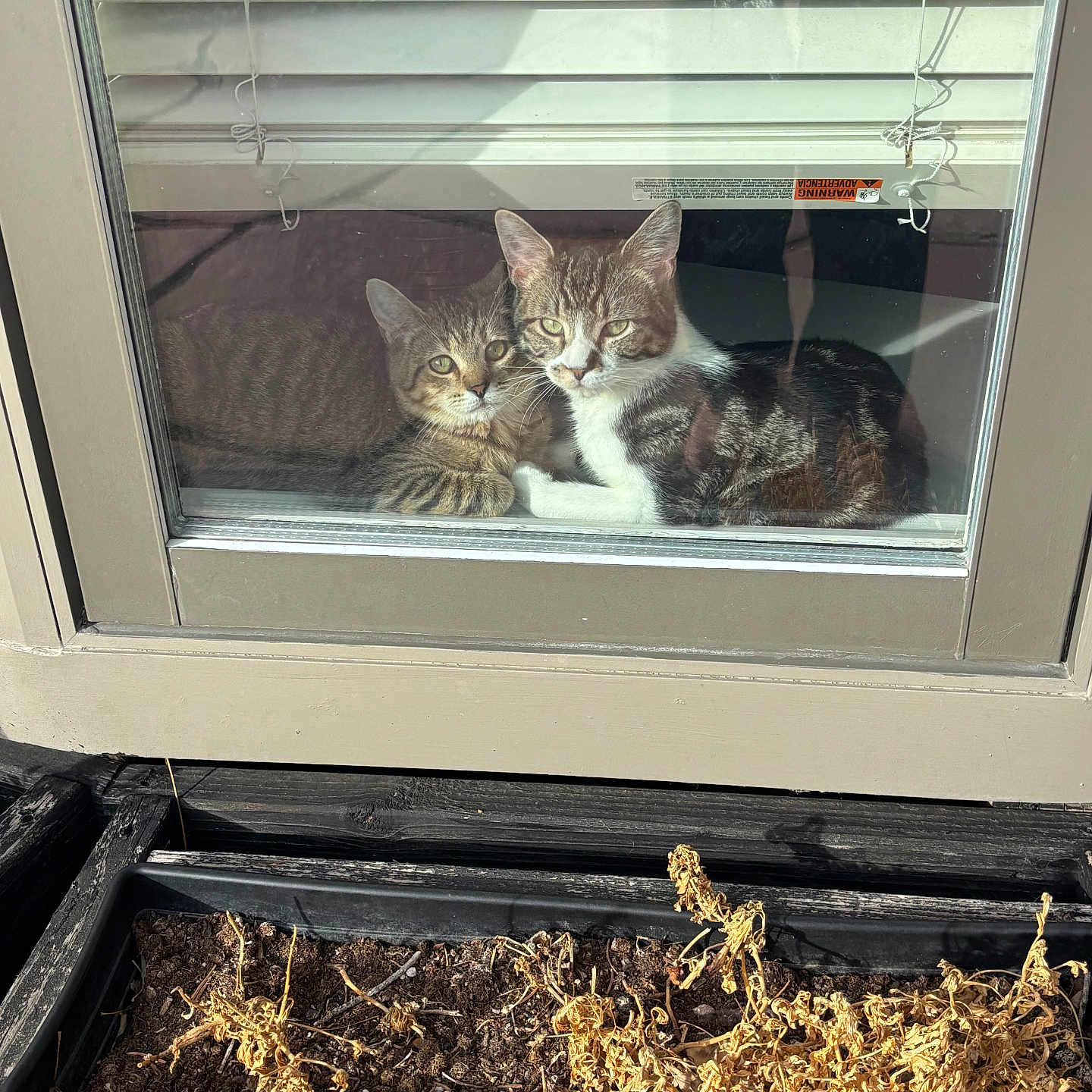 Jet Moon joined the competition — help win amazing prizes! animal, blinds, cat, cozy, curious, door, dry_plant, feline, glass, home, indoor, looking, pet, plant, reflection, resting, shadow, sunlight, two_cats, window