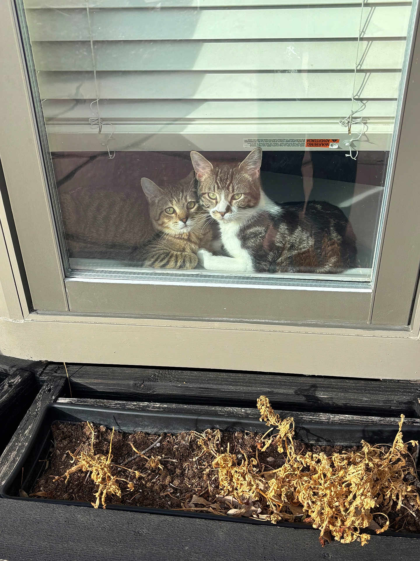 Jet Moon joined the competition — help win amazing prizes! cat, window, glass, indoor, pet, curious, plant, dry_plant, blinds, reflection, door, two_cats, feline, animal, resting, cozy, looking, sunlight, shadow, home