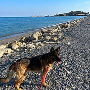 Aussie a rejoint le concours — aidez-le/la à gagner de superbes lots ! animal, beach, calm, coast, daytime, dog, german_shepherd, landscape, leash, nature, outdoor, pet, rocks, sea, shore, sky, summer, sunny, walking, water