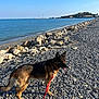 animal, beach, calm, coast, daytime, dog, german_shepherd, landscape, leash, nature, outdoor, pet, rocks, sea, shore, sky, summer, sunny, walking, water