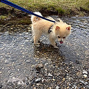 Maya participe au concours pour gagner de l'argent avec cette photo : animal, curious, cute, daylight, dog, exploring, fluffy, grass, harness, leash, nature, outdoor, playful, puppy, rocks, shallow_water, small_dog, stream, tongue_out, water