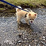 animal, curious, cute, daylight, dog, exploring, fluffy, grass, harness, leash, nature, outdoor, playful, puppy, rocks, shallow_water, small_dog, stream, tongue_out, water