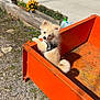 animal, curious, dog, flowers, grass, gravel, harness, nature, orange_cart, outdoor, pet, plant_pot, playful, puppy, road, shadow, small_dog, sunny_day, wheel, white_car